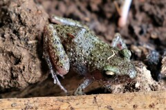 Eleutherodactylus verrucipes