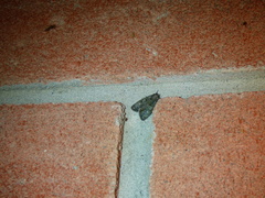 Apamea monoglypha