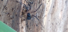 Protolophus niger