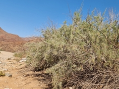 Tamarix usneoides