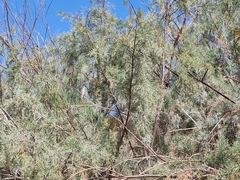 Tamarix usneoides