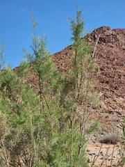 Tamarix usneoides