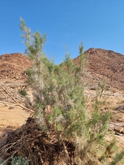 Tamarix usneoides