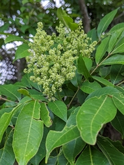 Zanthoxylum acuminatum