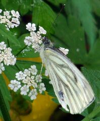 Pieris napi