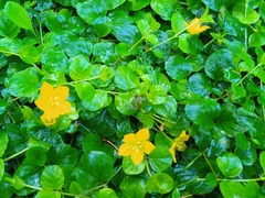 Lysimachia nummularia