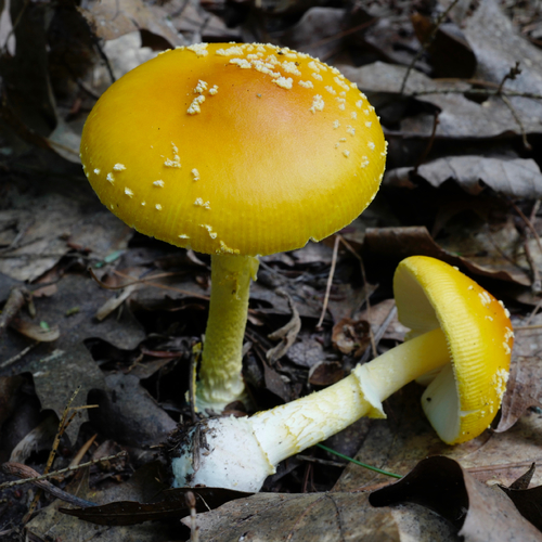 Frost's Amanita