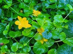 Lysimachia nummularia