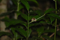 Odorrana banaorum