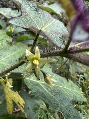 Solanum acerifolium