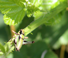 Eupholidoptera megastyla