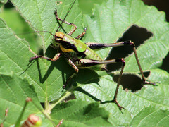 Eupholidoptera megastyla