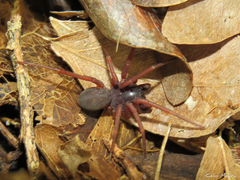 Abapeba