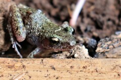 Eleutherodactylus verrucipes