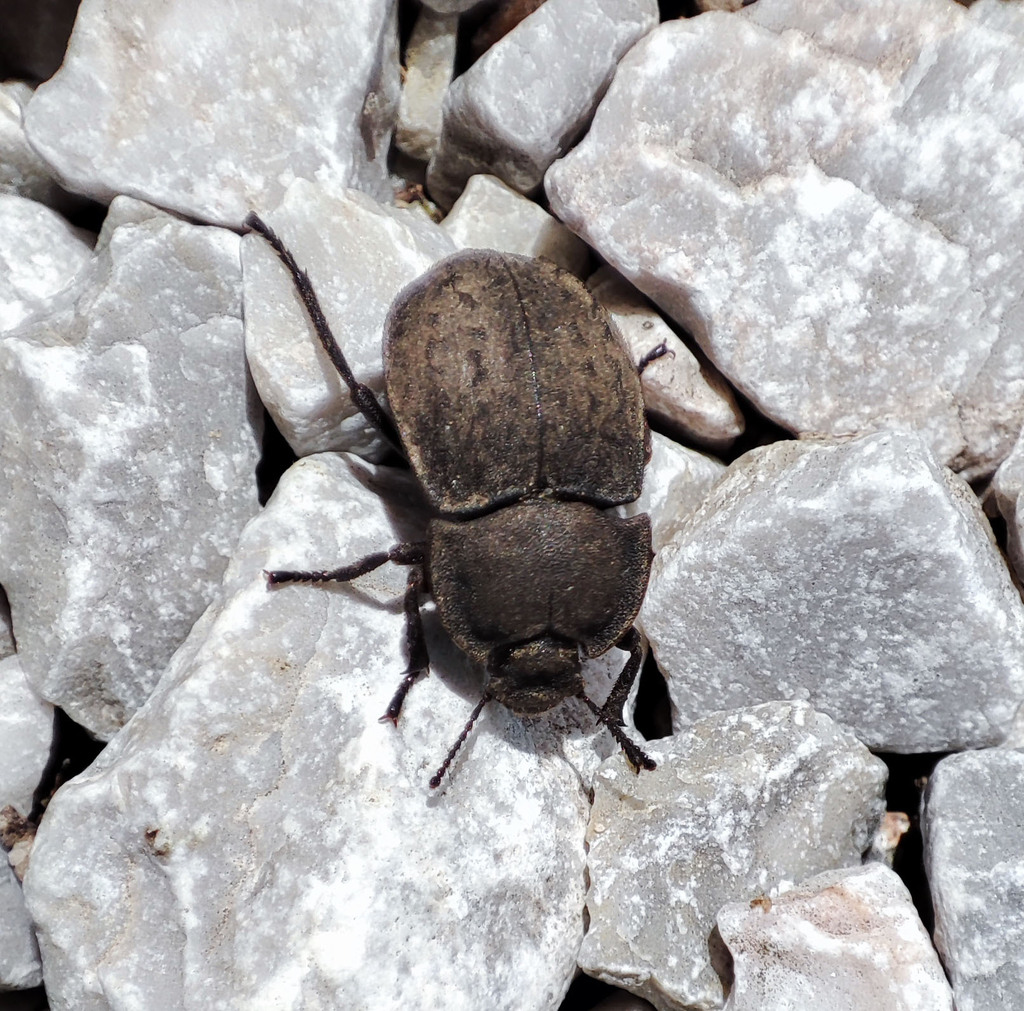 Asida cocquempoti