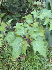 Solanum acerifolium