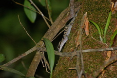 Cyrtodactylus bidoupimontis