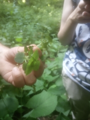 Chrysosplenium oppositifolium