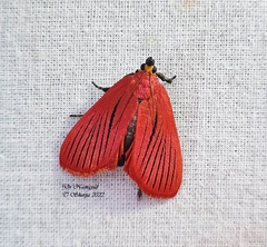Arctioblepsis rubida