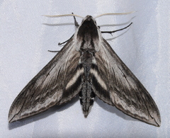 Sphinx perelegans