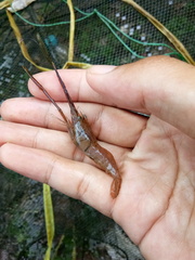 Macrobrachium sintangense