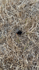 Bombus lapidarius