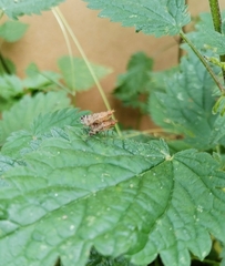 Euthycera chaerophylli