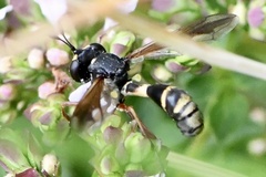Physocephala rufipes