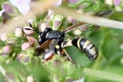 Physocephala rufipes