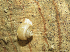 Tomigerus