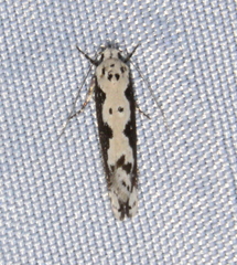 Ethmia semilugens