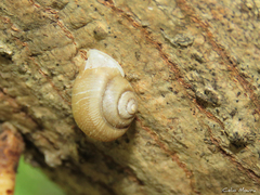 Tomigerus