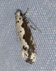 Ethmia semilugens