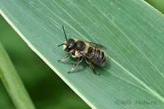 Megachile nipponica