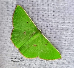 Ornithospila avicularia