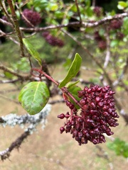 Viburnum treleasei