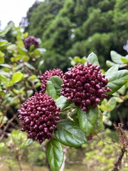 Viburnum treleasei