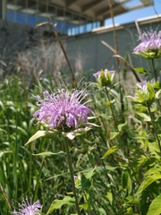 Monarda fistulosa