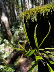 Lepisorus monilisorus