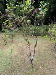 Viburnum treleasei