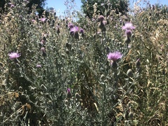Centaurea stoebe