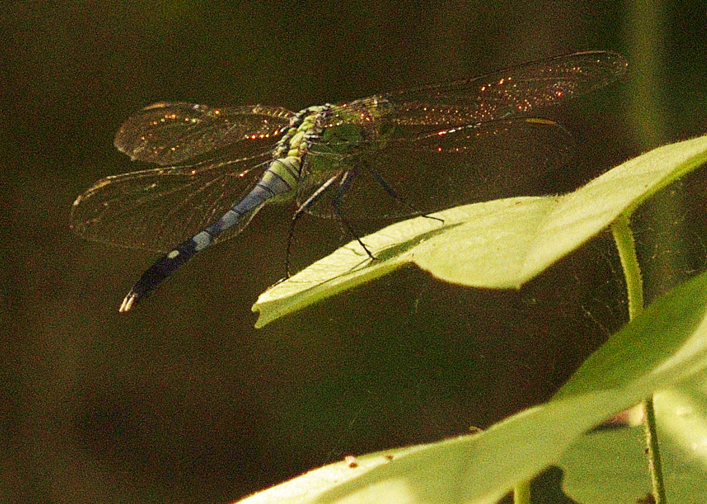 Eastern Pondhawk from Ellis County, TX, USA on July 21, 2022 at 1034