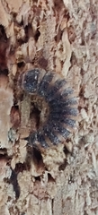 Dermestes lardarius