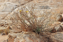 Heterotheca polothrix