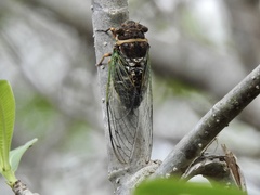 Diceroprocta bulgara