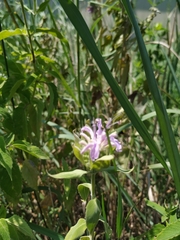 Monarda fistulosa