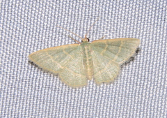 Chlorochlamys appellaria