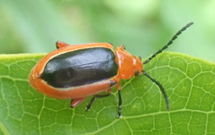 Disonycha discoidea