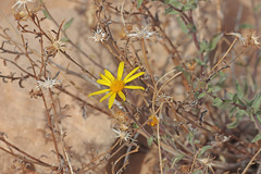 Heterotheca polothrix