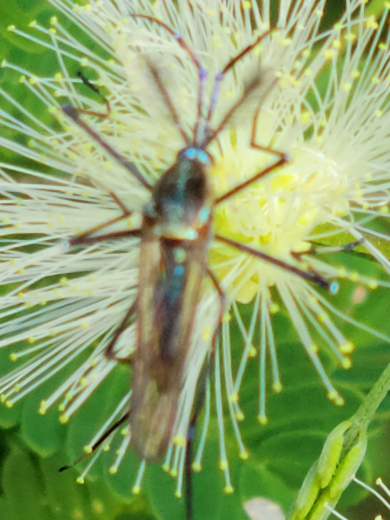 Toxorhynchites moctezuma